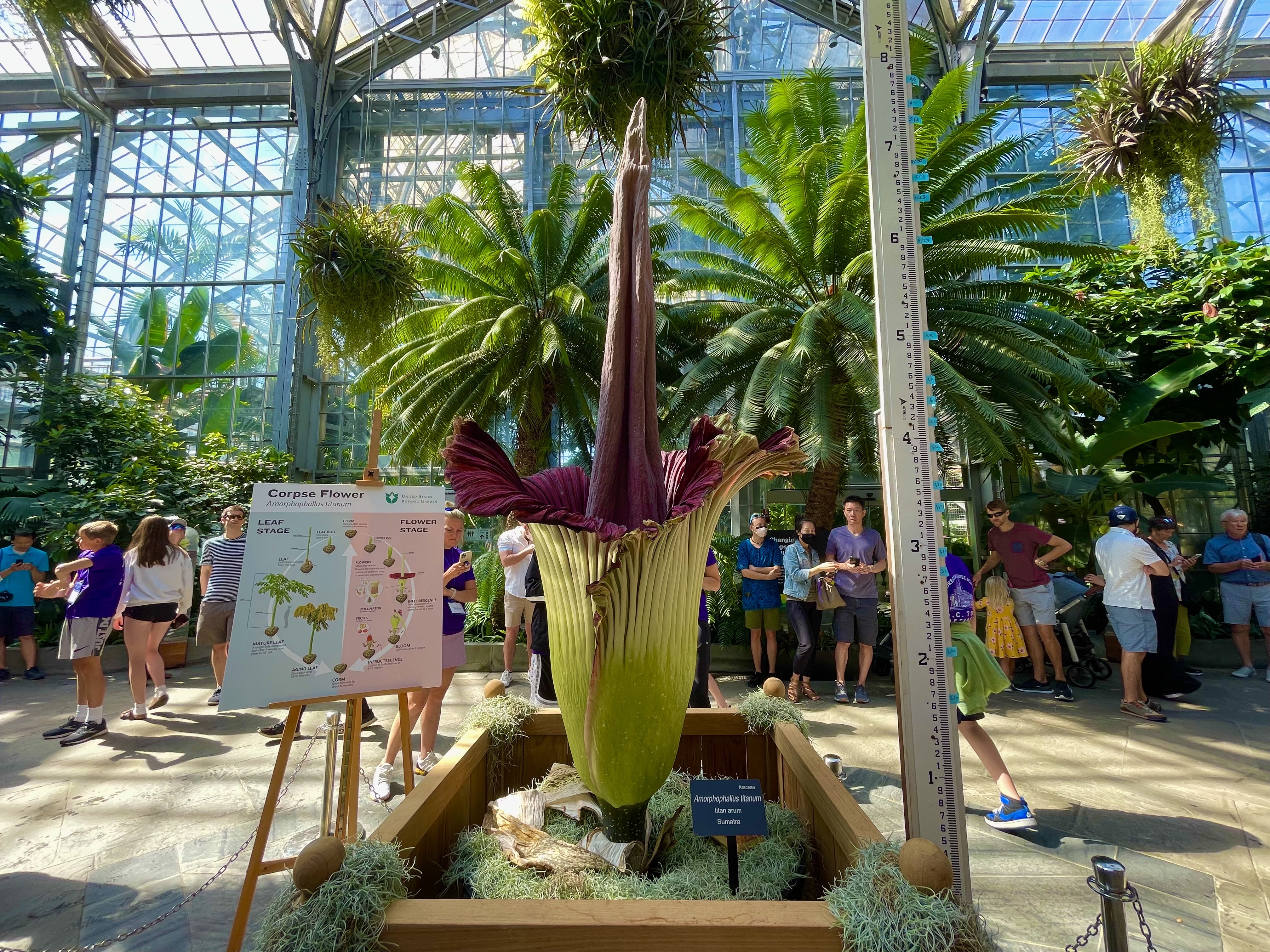 A corpse flower in full bloom at the U.S. Botanic Garden.