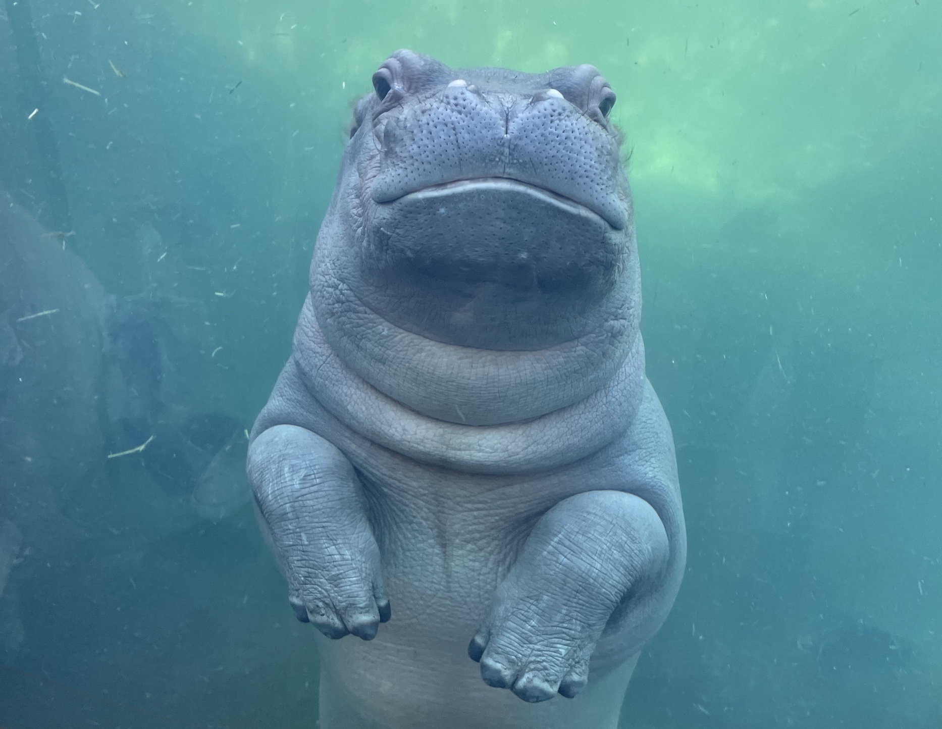 Fritz, the baby hippo at the Cincinnati Zoo.