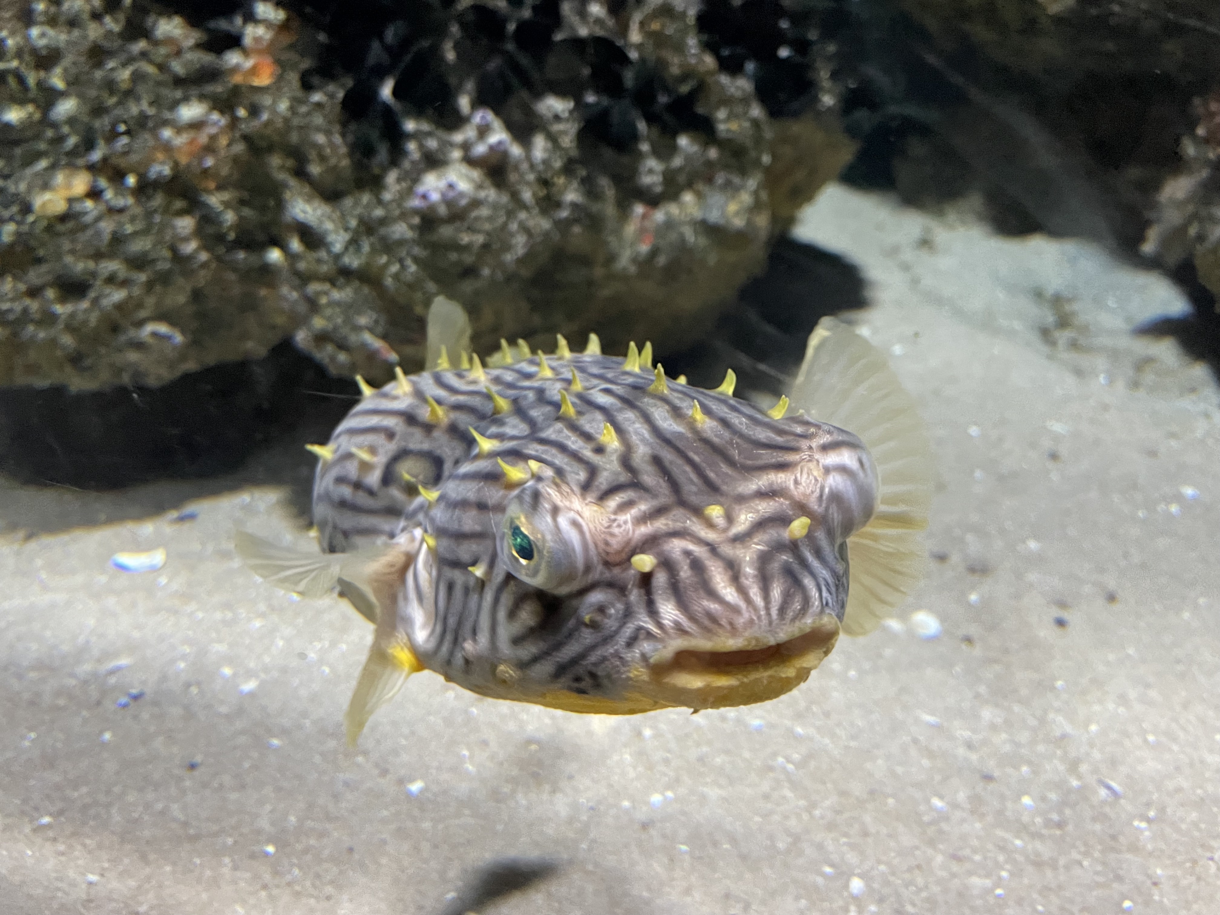 A puffer fish.