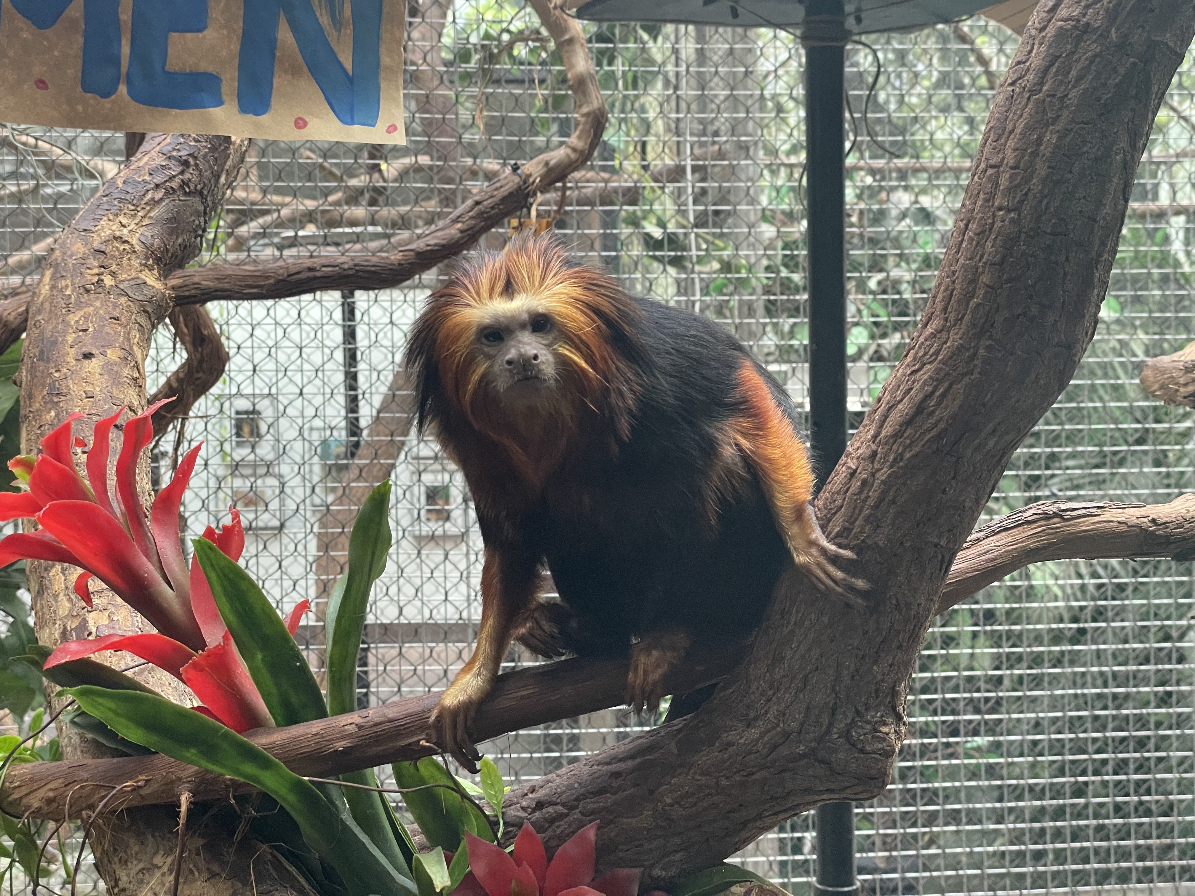 A Tamarin monkey.